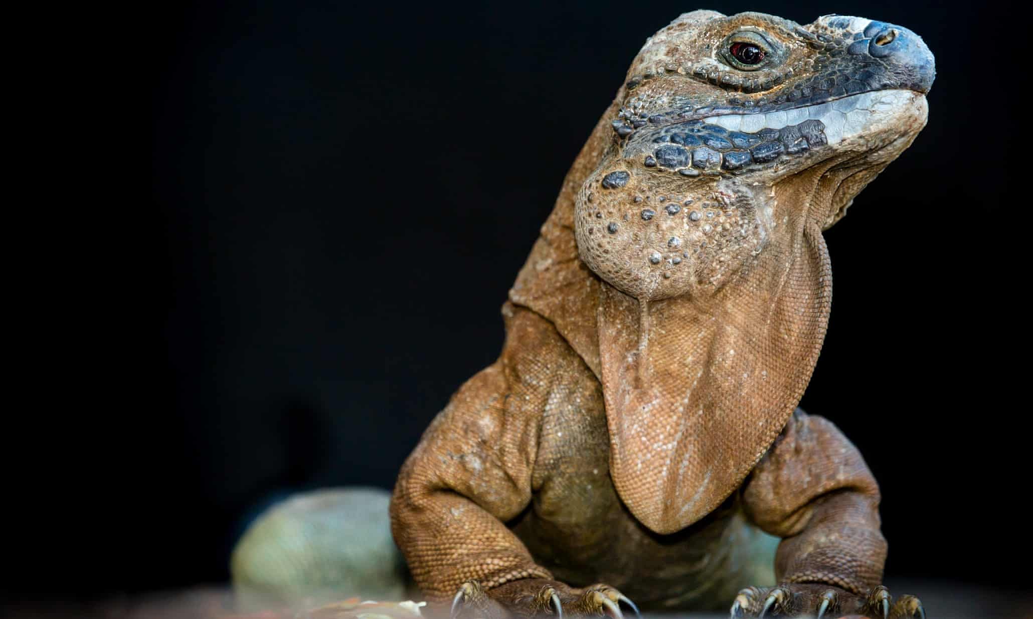 Jamaica's rare wildlife – in pictures