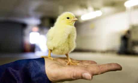 Chicks at a hatchery in,Delaware