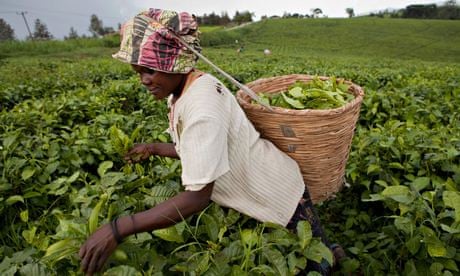 Workers harvest tea leaves