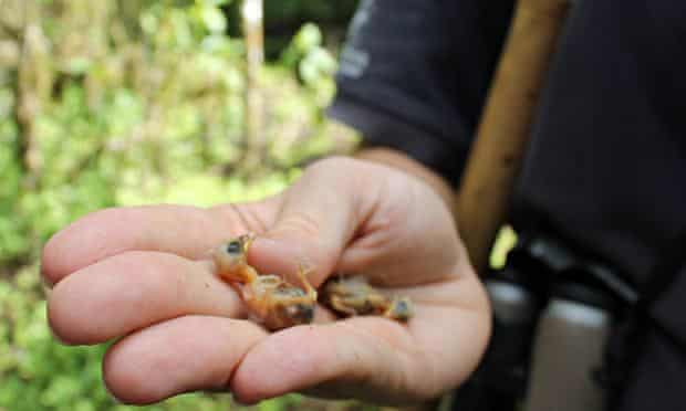 Tree finch chicks that died from Philornis infestation on Santa Cruz Island