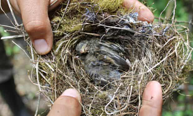 Tree finch chicks that died from Philornis infestation on Santa Cruz Island
