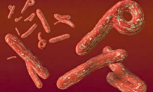 ebola virus causes outbreak