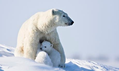 A polar bear with her cubs 