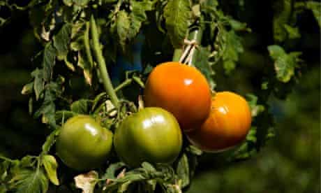 Tomatoes growing on the vine 
