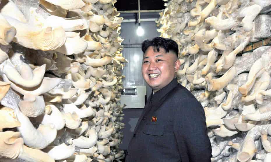North Korean leader Kim Jong-un tours a mushroom factory affiliated with North Korea's military unit 534.
