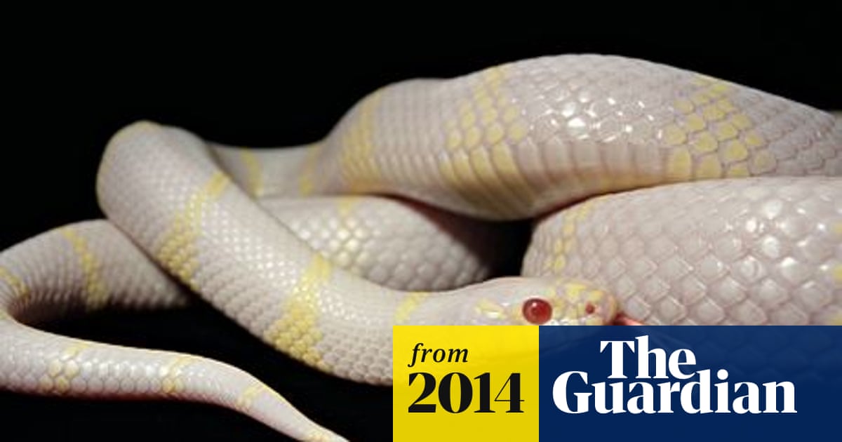 Invasion of albino snakes threatens Gran Canaria wildlife | Snakes | The  Guardian
