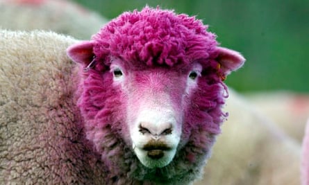 A sheep with dyed pink wool 