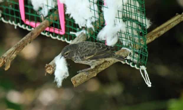 Finch collecting cotton from a dispenser