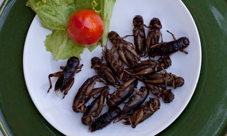 Plate of Edible Fried Insects Thailand
