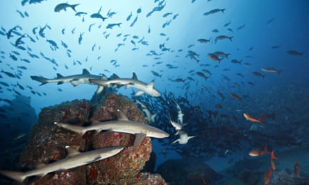 School of Whitetip reef sharks hunting , Cocos island, Costa Rica