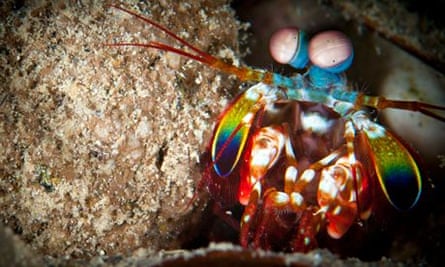 Shrimp'S Shell-Smashing Punch Hands Researchers A Lead On Tougher Materials  | Animal Behaviour | The Guardian