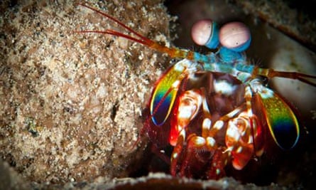 Shrimp's shell-smashing punch hands researchers a lead on tougher materials | Animal behaviour | The Guardian Shrimp'S Shell-Smashing Punch Hands Researchers A Lead On Tougher Materials | Animal Behaviour | The Guardian