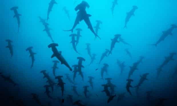A school of scalloped hammerhead sharks swim off Cocos Island National Park in Costa Rica