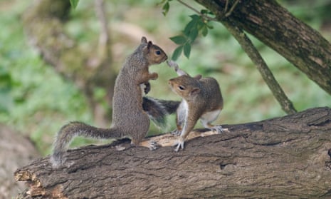 Two Grey Squirrels fighting on branch over food Oxon, UK