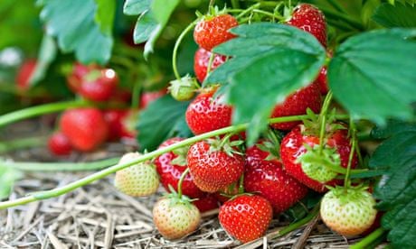 Closeup of fresh organic strawberries 