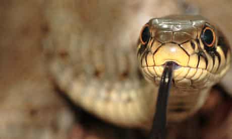 grass snake (Natrix natrix), flicking single animal, Germany, Bavaria