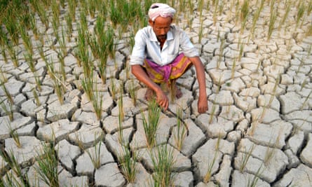 A farmer waits for rain on his drought hit paddy field in Morigoan, around 60 km away from Guwahati, the capital city of Indias northeastern state of Assam, 01 May2014.