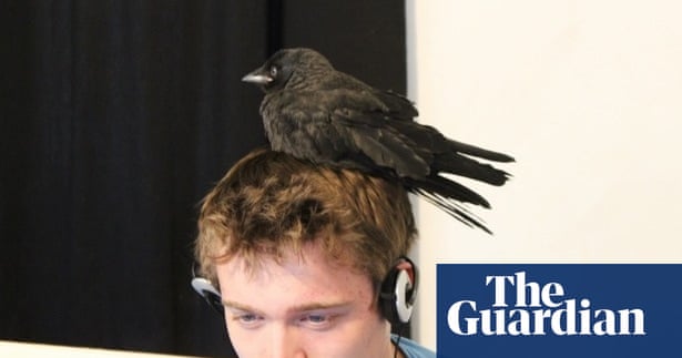 Pets in offices: share your photos and stories | Guardian Small ...