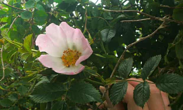 Live Better: Summer foraging rosa canina
