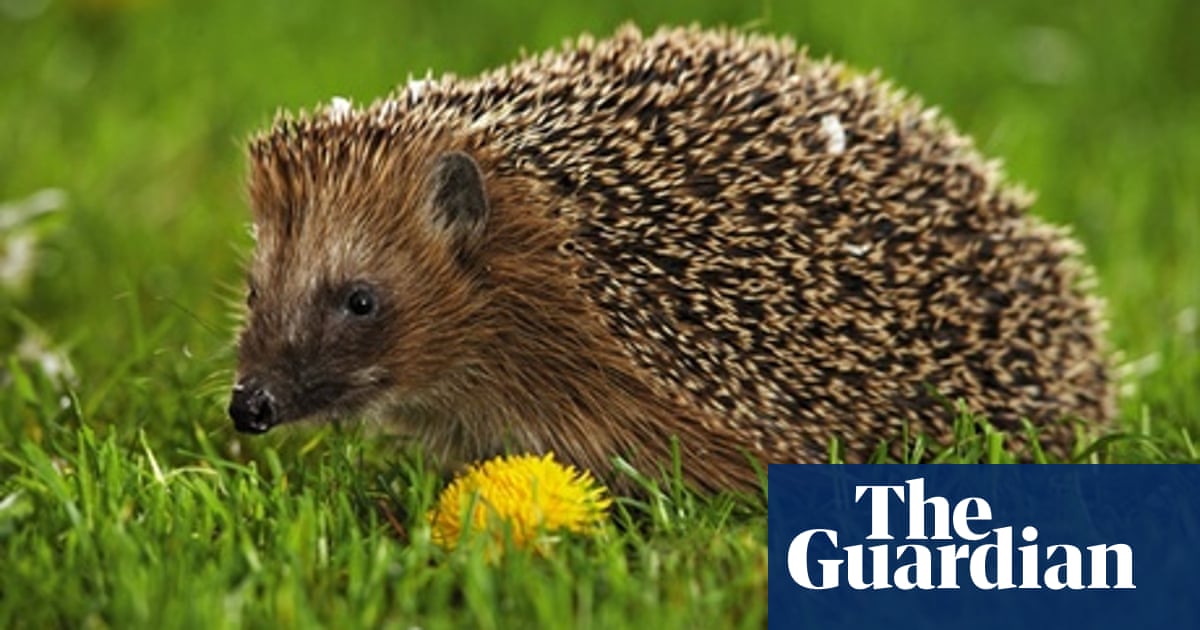 The prickly issue of pet hedgehogs | Wildlife | The Guardian