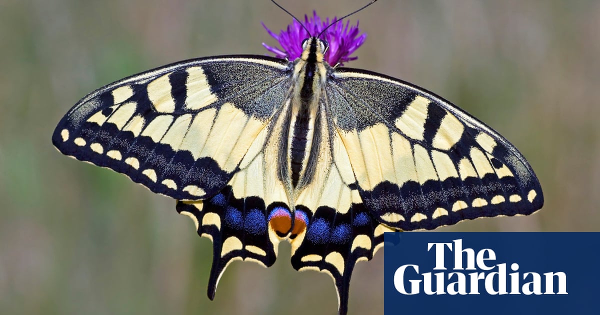 continental swallowtail breeding in uk for first time environment