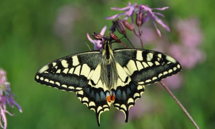Swallowtail (Papilio machaon britannicus)