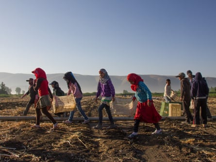 Children getting started working collecting garlic bulbs thrown up by the plough, Beqaa valley.