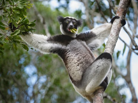 Undated handout photo issued by International Union for Conservation of Nature of an adult Indri, a type of lemur which is threatened with extinction, according to the latest global assessment of at-risk species.