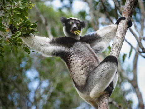 More than 90% of lemurs face extinction, IUCN warns | IUCN red list of endangered species | The Guardian More than 90% of lemurs face extinction, IUCN warns | IUCN red list of endangered species | The Guardian