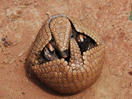 Undated handout photo issued by IUCN of the Brazilian three-banded armadillo - the mascot for this year's World Cup - which remains vulnerable to extinction according to the latest global assessment of at-risk species.