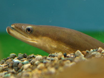 Undated handout photo issued by IUCN of a Japanese Eel, a traditional delicacy and the country's most expensive food fish, is now endangered according to the latest global assessment of at-risk species.