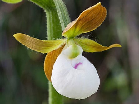 Undated handout photo issued by International Union for Conservation of Nature of a slipper orchid which is threatened with extinction, according to the latest global assessment of at-risk species.