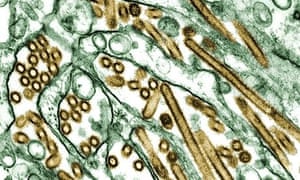 Avian virus H5N1 in electron micrograph