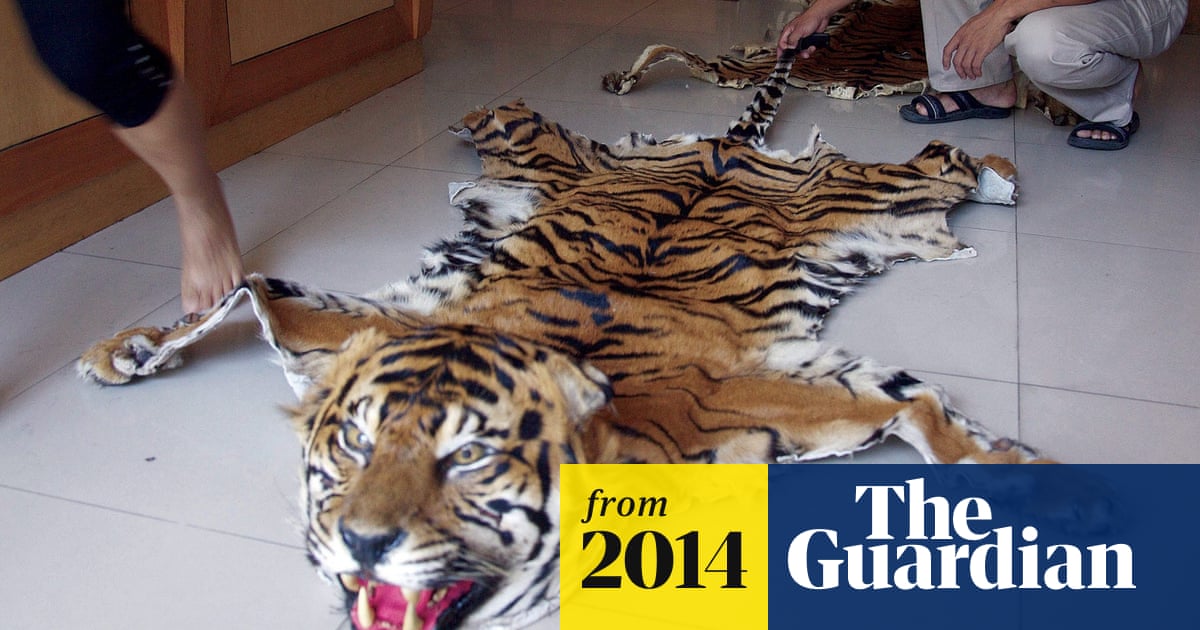 WildLeaks attracts major wildlife crime leads in first three months | Illegal  wildlife trade | The Guardian