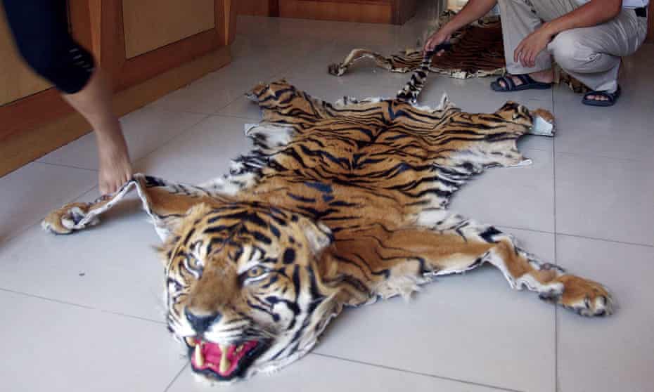 Wildleak website to fight wildlife trade : Tiger skins openly on sale at a retail outlet in Mong La, Myanmar