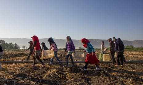 Syrian refugees children in Lebanon get started working collecting garlic bulbs thrown up by the plough in Beqaa valley