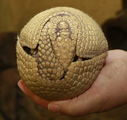 Is it a football? No, it's a three-banded armadillo from Brazil