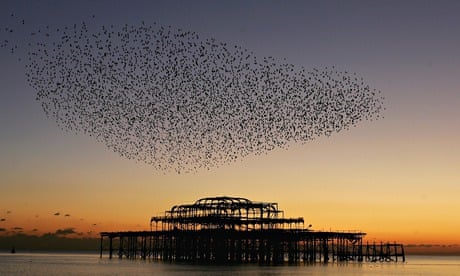 Starlings flock over brighton pier