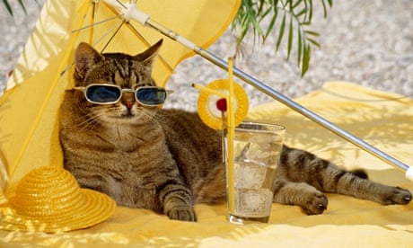 tabby cat - with sun glasses under sun shade