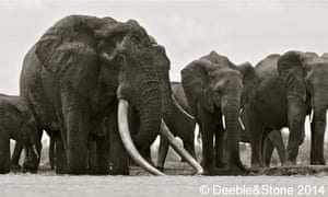 Kenya’s biggest elephant killed by poachers | Paula Kahumbu