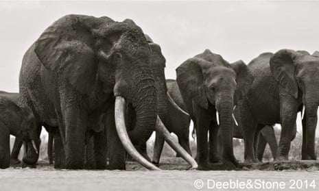 Satao, the world's biggest elephant, with his family