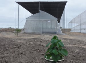 Growing Trees in Deserts by Groasis