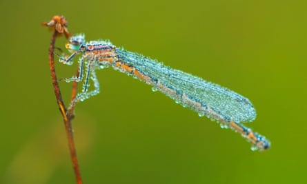 A dragonfly covered with morning des