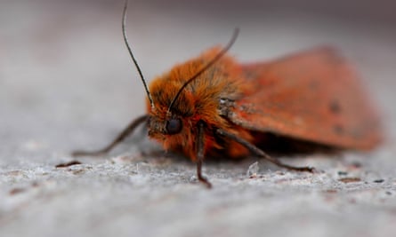 A close up of a Ruby Tiger moth.