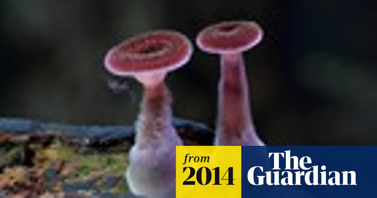 Micro fungi of Australia - in pictures