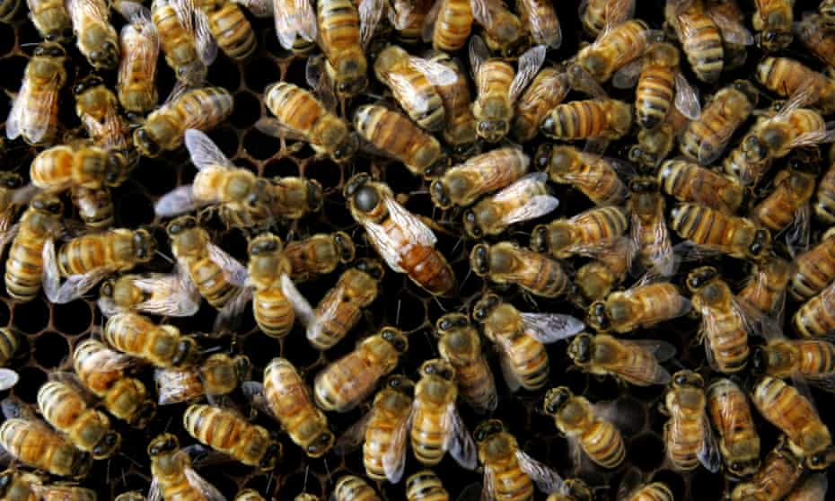 A colony of honeybees. All regions in England saw much better survival rates this winter than last. 