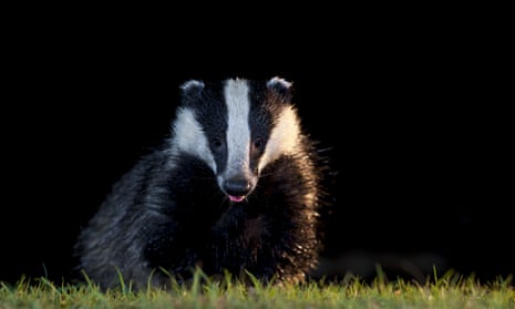 Dominic Dyer, of the Badger Trust and Care for the Wild, said: 'We hope that this is the beginning of the end of badger culling in the UK.'