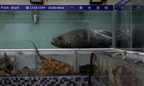 A grouper (top), clams and other crustaceans are seen on display in water tanks at a seafood market in Hong Kong on May 3, 2014. A government ban in 2013 on the use of trawlers within Hong Kong waters in response to the declining number of fish was welcomed by wildlife groups, but has left some fighting for their livelihoods.