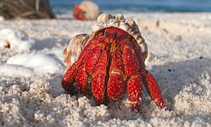 A hermit crab emerges from its shell 