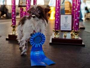 Peanut, owned by Holly Chandler from Greenville, North Carolina, stands by her trophies after winning the annual World's Ugliest Dog Contest